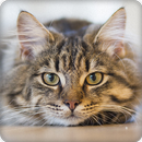 Cat Sounds Ringtones APK