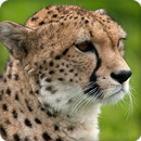 Cheetah Sounds Ringtones APK