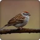 Chipping Sparrow Bird Call Sounds Ringtones APK
