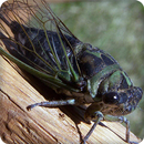 Cicadas Sounds Ringtones APK