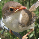 Cisticola Bird Call Sounds Ringtones APK