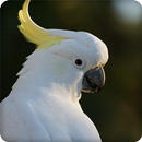 Cockatoo Bird Call Sounds Ringtone APK