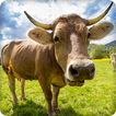Cow Sounds Ringtone