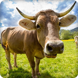 Cow Sounds Ringtone