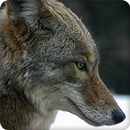 Coyote Sounds Ringtones APK