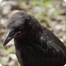 Crow Bird Sounds Ringtone APK