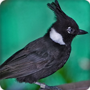 Crested Jay Bird Call Sounds Ringtones APK