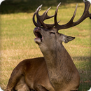 Deer Sounds Ringtone APK
