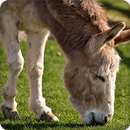 Donkey Sounds Ringtones APK
