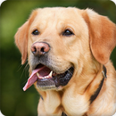 Dog Sounds Ringtone APK