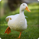 Duck Sounds Ringtones APK