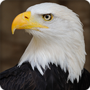 Eagle Sounds Ringtones APK