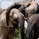 Elephant Sounds Ringtones APK