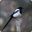 Eurasian Magpie Pica Pica Bird Call Sound Ringtone APK