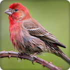 Finch Bird Call Sounds Ringtones icon