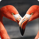 Flamingo Sounds Ringtone APK