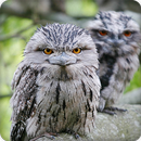 Frogmouth Bird Call Sounds Ringtone APK