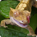 Gecko Sounds Ringtone APK