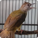 Grey Cheeked Bulbul Bird Call Sounds Ringtone APK