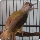 Grey Cheeked Bulbul Bird Call Sounds Ringtone ikona