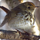 Hermit Thrush Bird Call Sounds Ringtone أيقونة