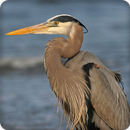 Heron Bird Call Sound Ringtone APK