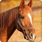 Horse Sounds Ringtone icon