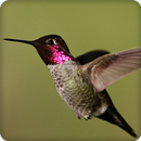 Hummingbird Call Sounds Ringtone APK