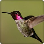 Hummingbird Call Sounds Ringtone
