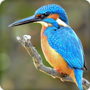 Kingfisher Bird Call Sounds Ringtone APK