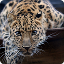 Leopard Sounds Ringtone APK