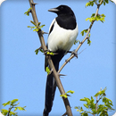 Long Tailed Sibia Bird Call Sounds Ringtone APK