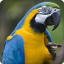 Macaw Bird Call Sounds Ringtone APK