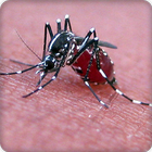 Mosquito Sounds Ringtone biểu tượng