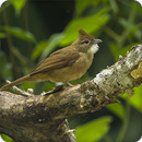 Ochraceous Bulbul Bird Call Sounds Ringtone aplikacja
