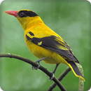 Oriole Bird Call Sounds Ringtone APK