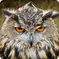 Suara Burung Hantu Ringtone