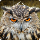 Owl Bird Call Sounds Ringtone APK