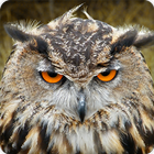 Owl Bird Call Sounds Ringtone-icoon