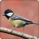 Parus Cinereus Bird Call Sounds Ringtone APK
