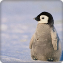 Penguin Sounds Ringtone APK