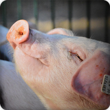 Pig Sounds icon