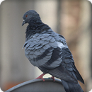 Pigeon Bird Call Sounds Ringtone APK