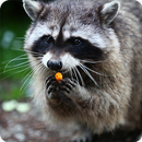 Racoon Sounds Ringtone APK