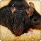 Rat Sounds Ringtone icon