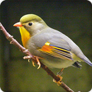 Red Billed Leiothrix Bird Call Sounds Ringtone APK