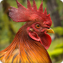 Rooster Sounds Ringtone APK