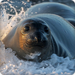 Seal Sounds Ringtones