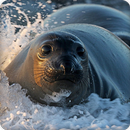 Seal Sounds Ringtones APK