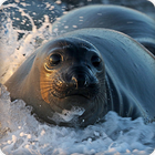 Seal Sounds icon